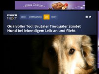 Bild zum Artikel: Qualvoller Tod: Brutaler Tierquäler zündet Hund bei lebendigem Leib an und flieht