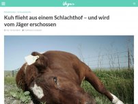 Bild zum Artikel: Kuh flieht aus einem Schlachthof – und wird vom Jäger erschossen