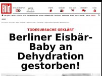 Bild zum Artikel: Nur 1 Monat nach Geburt - Berliner Eisbär-Baby ist tot 