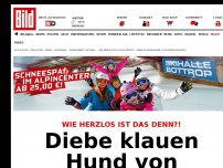 Bild zum Artikel: Herzlos-Tat - Diebe klauen Hund von Obdachlosem