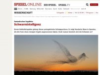 Bild zum Artikel: Fantastisches Vogelfoto: Schwarm-Intelligenz