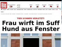 Bild zum Artikel: Im Suff - Frau wirft Hund aus Fenster