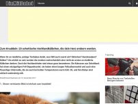 Bild zum Artikel: Zum Knuddeln: 20 schottische Hochlandkälbchen, die dein Herz erobern werden.