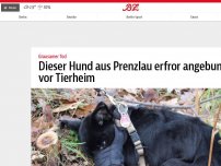 Bild zum Artikel: Dieser Hund aus Prenzlau erfror angebunden vor Tierheim