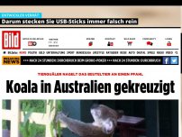 Bild zum Artikel: Tierquäler wird gesucht - Koala in Australien gekreuzigt