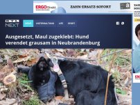 Bild zum Artikel: Ausgesetzt, Maul zugeklebt: Hund verendet grausam in Neubrandenburg