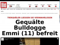 Bild zum Artikel: Völlig verwahrlost - Gequälte Bulldogge Emmi (11) befreit