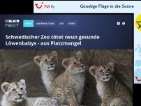 Bild zum Artikel: Schwedischer Zoo tötet neun gesunde Löwenbabys - aus Platzmangel
