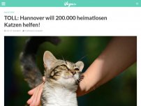 Bild zum Artikel: TOLL: Hannover will 200.000 heimatlosen Katzen helfen!