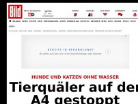 Bild zum Artikel: Hunde und Katzen - Tierquäler auf der A4 gestoppt