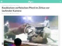 Bild zum Artikel: Raubkatzen zerfleischen Pferd im Zirkus vor laufender Kamera