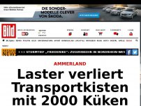 Bild zum Artikel: Ammerland - Laster verliert Transport- kisten mit 2000 Küken