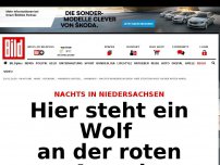 Bild zum Artikel: Nachts in Walsrode - Hier steht ein Wolf an der roten Ampel