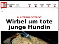 Bild zum Artikel: In Gebüsch entdeckt - Wirbel um tote junge Hündin