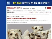 Bild zum Artikel: Schönheitswettbewerb in Saudi-Arabien: Zwölf Kamele wegen Botox disqualifiziert