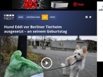 Bild zum Artikel: Hund Eddi vor Berliner Tierheim ausgesetzt – an seinem Geburtstag