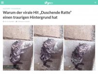 Bild zum Artikel: Warum der virale Hit „Duschende Ratte“ einen traurigen Hintergrund hat