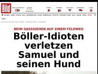 Bild zum Artikel: Beim Gassigehen - Böller-Idioten verletzen Samuel und seinen Hund