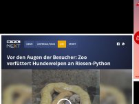 Bild zum Artikel: Vor den Augen der Besucher: Zoo verfüttert Hundewelpen an Riesen-Python