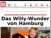 Bild zum Artikel: Welpe ist wieder zu Hause - Das Willy-Wunder von Hamburg