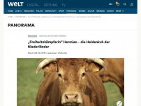 Bild zum Artikel: „Freiheitskämpferin“ Hermien – die Heldenkuh der Niederländer