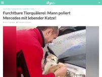 Bild zum Artikel: Furchtbare Tierquälerei: Mann poliert Mercedes mit lebender Katze!