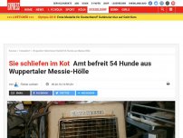 Bild zum Artikel: Sie schliefen im Kot: Amt befreit 54 Hunde aus Wuppertaler Messie-Hölle