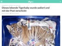 Bild zum Artikel: Dieses lebende Tigerbaby wurde sediert und mit der Post verschickt