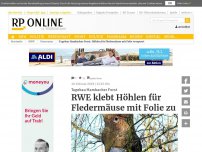 Bild zum Artikel: Streit am Tagebau Hambacher Forst - Höhlen für Fledermäuse mit Folie versperrt