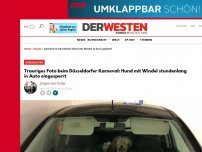 Bild zum Artikel: Trauriges Foto beim Düsseldorf Karneval: Hund mit Windel stundenlang in Auto eingesperrt