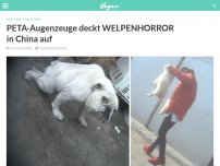 Bild zum Artikel: PETA-Augenzeuge deckt WELPENHORROR in China auf