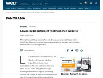 Bild zum Artikel: Löwen-Rudel zerfleischt mutmaßlichen Wilderer