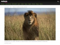 Bild zum Artikel: Mutmasslicher Wilderer von Löwen zerfleischt