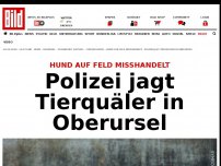 Bild zum Artikel: Hund misshandelt - Polizei jagt Tierquäler in Oberursel