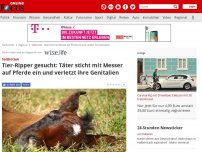 Bild zum Artikel: Salzkotten - Tier-Ripper gesucht: Unbekannter sticht mit Messer auf Pferde ein und verletzt ihre Genitalien