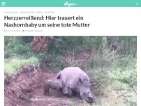 Bild zum Artikel: Herzzerreißend: Hier trauert ein Nashornbaby um seine tote Mutter