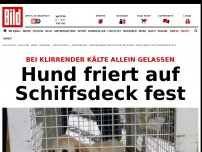 Bild zum Artikel: Wo sind seine Besitzer? - Hund friert auf Schiffsdeck fest