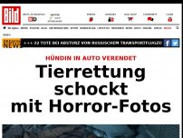 Bild zum Artikel: Hündin in Auto verendet - Tierrettung schockt mit Horror-Fotos