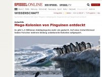 Bild zum Artikel: Antarktis: Mega-Kolonien von Pinguinen entdeckt