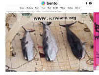 Bild zum Artikel: Fast die ganze Welt ächtet den Walfang – Norwegen erhöht die Quote