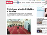 Bild zum Artikel: Nach Abendgebet: Wildschwein attackiert Gläubige in Moschee