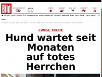 Bild zum Artikel: Ewige Treue - Hund wartet seit Monaten auf totes Herrchen