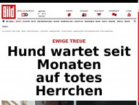 Bild zum Artikel: Ewige Treue - Hund wartet seit Monaten auf totes Herrchen