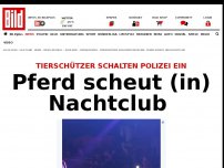 Bild zum Artikel: Tierschützer alarmieren Polizei - Pferd scheut (in) Nachtclub