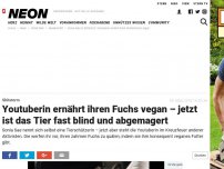 Bild zum Artikel: Shitstorm: Youtuberin ernährt ihren Fuchs vegan – jetzt ist das Tier abgemagert und fast blind