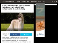 Bild zum Artikel: Krone.at exklusiv: Afghanischer Windhund (6) scheißt auf österreichischen Gehsteig