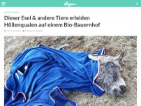 Bild zum Artikel: Dieser Esel & andere Tiere erleiden Höllenqualen auf einem Bio-Bauernhof