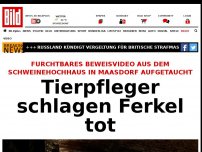 Bild zum Artikel: Furchtbares Beweisvideo - Tierpfleger schlagen Ferkel tot