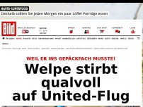 Bild zum Artikel: Er musste ins Gepäckfach - Welpe stirbt qualvoll auf United-Flug