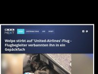 Bild zum Artikel: Welpe stirbt auf 'United-Airlines'-Flug - Flugbegleiter verbannten ihn in ein Gepäckfach